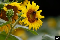 Bumble bees inspect and pollinate a sunflower on a farm in Bolton, Mississippi, 2018. (AP Photo/Rogelio V. Solis)