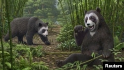 An artist's reconstruction of the extinct panda Ailurarctos that lived about 6 million years ago, with its fossils unearthed near the city of Zhaotong in northern Yunnan Province in China, in this undated illustration. (Mauricio Anton/Handout via REUTERS)