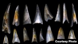 Fish teeth and shark scales from around the mass extinction event 66 million years ago. (Credit: E. Sibert on Hull lab imaging system, Yale University)