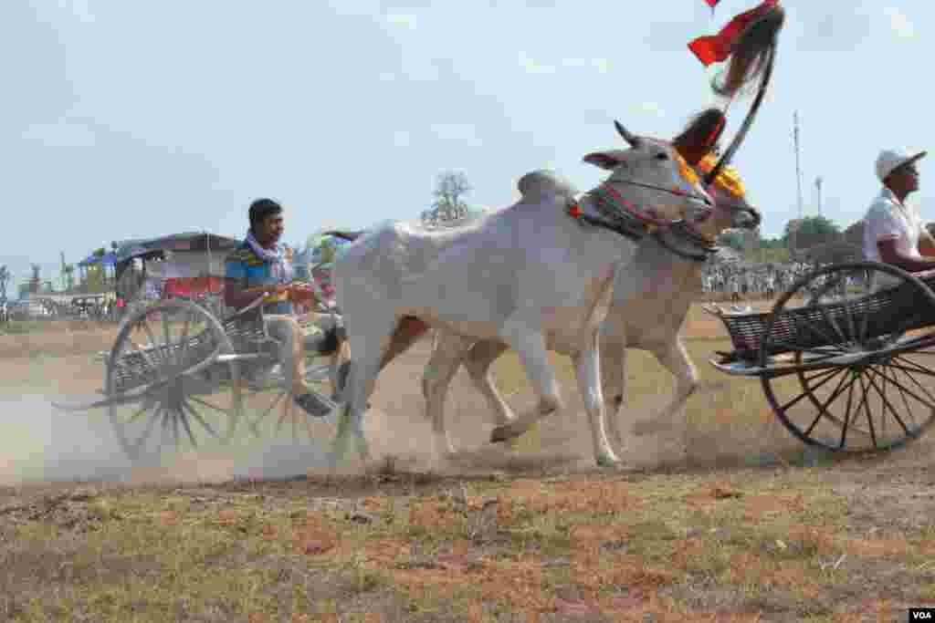 សកម្មភាព​​ក្នុង​ពេលប្រណាំង​រទេះ​សាឡីគោ​នៅ​ឃុំ​រលាំងគ្រើល ស្រុក​សំរោងទោង ខេត្ត​កំពង់ស្ពឺ កាល​ពី​ថ្ងៃ​ទី​០៧ ខែមេសា ឆ្នាំ​២០១៩។ (ណឹម សុភ័ក្រ្តបញ្ញា/VOA)