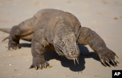 A Komodo dragon walks on a beach on Komodo island, Indonesia.