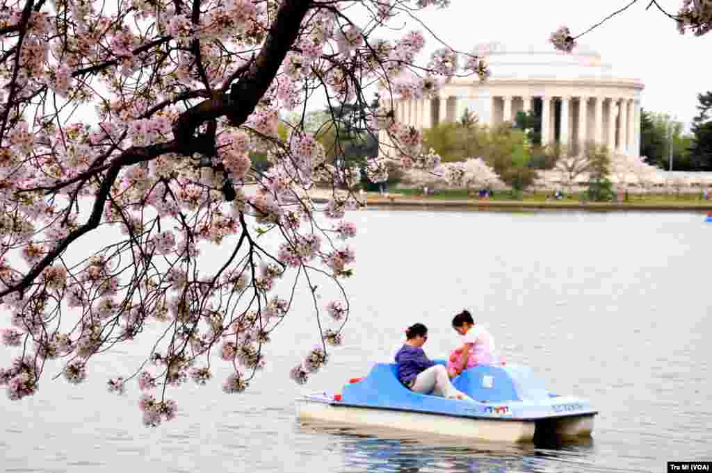 乘船赏花，别有风味和角度。那些希望有更广阔的视角观看樱花的人们，可以乘坐波托马克河的水上的士游览一番。