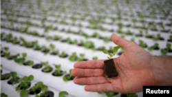 In this file photo, Comcrop CEO Peter Barber shows vegetable seedlings at his rooftop hydroponics farm at an industrial estate in Singapore May 17, 2019. (REUTERS/Edgar Su/File Photo)