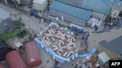 지난해 9월 한국 파주의 한 농장에서 아프리카돼지열병 감염이 확인된 돼지들을 격리하고 있다. 