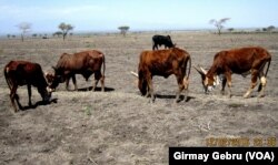 ትግራይ ክልል - ራያ ዓዘቦ