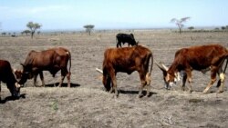 በራያ ዓዘቦ ዘግይቶ የደረሰው የእህል እርዳታ በቂ አይደለም ተብሏል