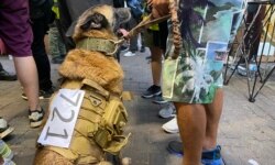 化名Coffee的元朗居民7月19日带着背部贴上印上7-21白纸的狼狗上街，他表示要带狗保护市民 （美国之音/汤惠芸）