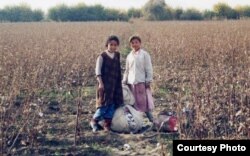 O'zbekiston paxtazorlarida (Russell Zanca) - Suratni bossangiz, kattalashadi