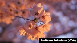Cherry blossoms are seen in full bloom near the Tidal Basin, Washington,DC. April 3, 2019.