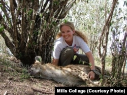 Biologist Jennifer Smith, a Mills College assistant professor, has studied animals' leadership skills. She's shown with a tranquilized spotted hyena in Kenya in an undated photo.