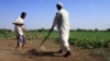 Sudanese farmers prepare their land for agriculture on the banks of the river Nile in Khartoum, November 2009 file photo.