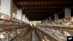 Most eggs in India come from intensive facilities, not roaming village chickens, a transition which is happening in much of the developing world.
