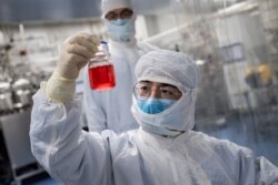 FILE - An engineer looks at monkey kidney cells as he tests an experimental vaccine for the COVID-19 coronavirus inside the Cells Culture Room laboratory at the Sinovac Biotech facilities in Beijing, April 29, 2020.