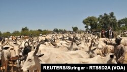 Wani garken shanu a Najeriya