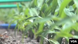 Karena hujan dan cuaca dingin yang lebih panjang, para petani AS baru saja memulai musim bertanam di tanah pertanian mereka (11/5).