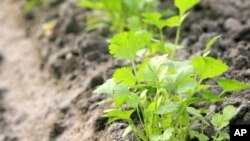 Tanaman Cilantro didapati sebagai bahan biosorben yang mampu membersihkan air tanah yang terpolusi oleh limbah logam berat pabrik (foto: dok). 