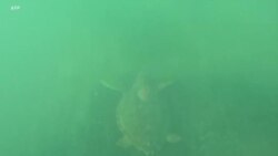 Une barge-hôpital unique en Tunisie pour la réhabilitation des tortues marines