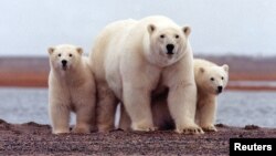 A polar bear keeps close to her young along the Beaufort Sea coast in Arctic National Wildlife Refuge, Alaska in a March 6, 2007 file photo.