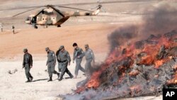 جریان سوختاندن مخدرات ضبط شده در شهر جلال آباد ولایت ننگرهار