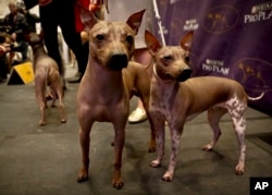 Candy, 2, left, Rodney, 7, center, and Johnny, 2, three American Hairless Terrier breeds owned by Virginia's Sue Medhurst are shown at a news conference, Monday Jan. 30, 2017, in New York. The dogs are among three new breeds competing in the Westminster Kennel Club's dog show.