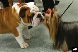 Daily, a bulldog, and Seguin, a Yorkshire terrier, meet nose to nose as the American Kennel Club's rankings were announced in New York, March 21, 2017. Bulldogs were the fourth most popular dog in 2016, while Yorkies ranked ninth.