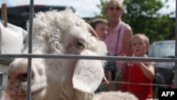 An Angora goat at a farmer's market in the state of Maine