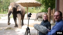 Ilmuwan Angela Stoeger dan Daniel Mietchen merekam vokalisasi gajah bernama Koshik di Kebun Binatang Everland, Korea Selatan. (Foto: Current Biology, Stoeger et al.)