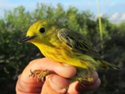 This June 18, 2016 photo provided by the U.S. Geological Survey shows a Yellow Warbler in Nome, Alaska. (Rachel M. Richardson/U.S. Geological Survey via AP)