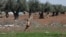 FILE - An internally displaced Syrian boy runs in a olive field, in Azaz, Syria, March 11, 2020.