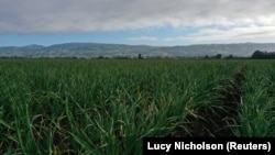 Garlic grows at Christopher Ranch in Gilroy, California, U.S., March 29, 2019.