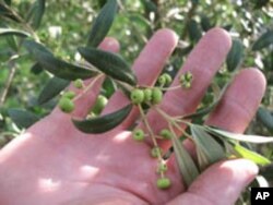 This arbequina suffers from the “shot berry” phenomenon, producing tiny bb-sized olives as a likely result of poor pollination.