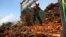 FILE - A worker unloads palm fruits at a palm oil processing plant in Lebak, Indonesia, June 19, 2012.