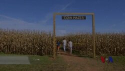 秋天，去美国农场玩转玉米田迷宫