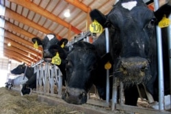 FILE - Dairy cows are seen on a farm in Wisconsin in this undated photo.