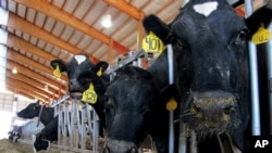 Foto yang diambil pada 16 Mei 2012 menunjukkan sapi perah di Chilton, Wisconsin yang mengalami masalah fisik (foto: AP Photo/Carrie Antlfinger)