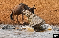 A large crocodile attacks a wildebeest during the migration in Kenya's Masai Mara game reserve, Sept. 12, 2016.