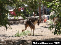 This ostrich lives on an ostrich farm in Diyarbakir, Turkey. It seems to be simply pecking the sand and not burying its head in it.