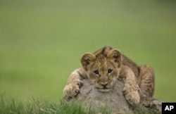 Scene from "The Last Lions"