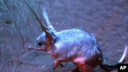FILE - A bilby is seen grazing for food in Sydney, Australia, Sept. 11, 2009, at the Sydney Wildlife World ahead of national Bilby Day on Sept. 13, 2009. 
