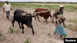 Communal farmers cultivate maize crops in Mvuma district, Masvingo, Zimbabwe, Jan. 26, 2016.