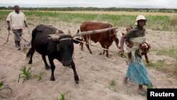 Communal farmers cultivate maize crops in Mvuma district, Masvingo, Zimbabwe, Jan. 26, 2016.