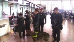 Next Generation of Detection Dogs Could Sniff Out Complex Explosives