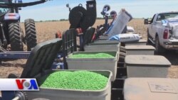 Amerika dehqonlari va Kuba