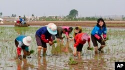 FILE - North Korean farmers plant rice seedlings in a field at the Sambong Cooperative Farm, South Pyongan Province.