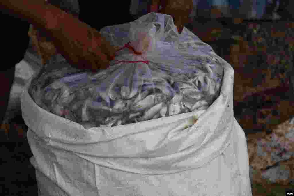 ទិដ្ឋភាព​ទូទៅ​នៃការរកត្រីប្រហុកនៅក្នុងតំបន់ផែនេសាទគីឡូម៉ែត្រលេខ៩ ក្នុងខណ្ឌឬស្សីកែវ រាជធានីភ្នំពេញ នៅថ្ងៃទី២៧ ខែធ្នូ ឆ្នាំ២០១៧ (ស៊ុន ណារិន/VOA)