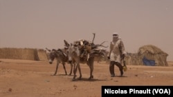 Un âne passe dans le camp des déplacés nigériens d'Assaga, Diffa, Niger, le 17 avril 2017 (VOA/Nicolas Pinault)