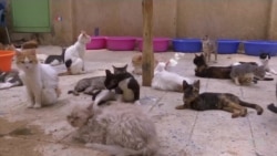 Cats Rule the Pet Kingdom