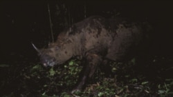 Badak Sumatera yang berhasil terekam camera trap di kawasan Taman Nasional Gunung Leuser, Aceh. (Courtesy: Balai Besar Taman Nasional Gunung Leuser).