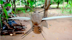 សត្វ​មេអំ​បៅ ដែលធ្វើ​ពី​ដូងស្តរ​ មិន​ទាន់​បាញ់ថ្នាំ ដែល​អ្នកស្រី​ សំ​ សម្ផស្ស​ បាន​ធ្វើ​ដោយ​ប្រើពេល​ប្រហែល​ ១៥នាទី​ នៅ​ភូមិគោក​គ្រើល​ ឃុំ​លាង​ដៃ​ ស្រុកអង្គរ​ធំ​ ខេត្ត​សៀមរាប នៅ​ថ្ងៃទី ២២ ខែ​កក្កដា​ ឆ្នាំ​២០២០។​ (ខាន់​ សុគុំមនោ​/វីអូអេ)