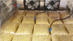 Proses pembuatan tempe “BosTempeh” di kota Somersworth, New Hampshire. (Foto: VOA Indonesia)